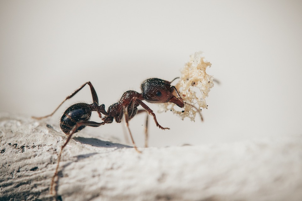 Nowoczesne metody zwalczania mrówek w domu i ogrodzie