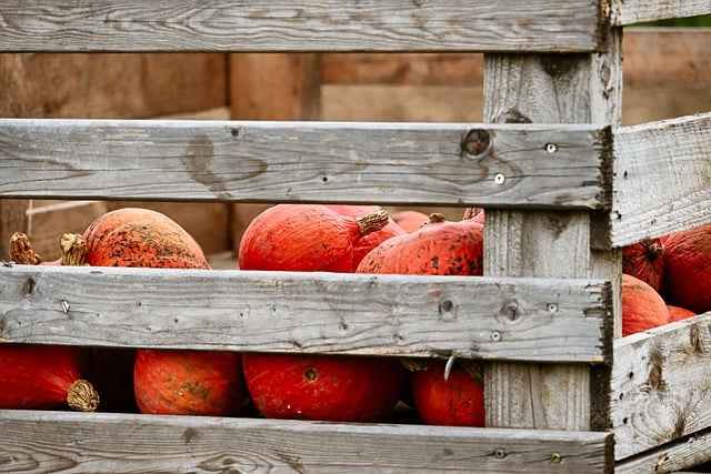 Jak wybrać folię ogrodniczą na tunel domowy – pewny wybór roślin